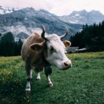pexels-heiner-56542-205001